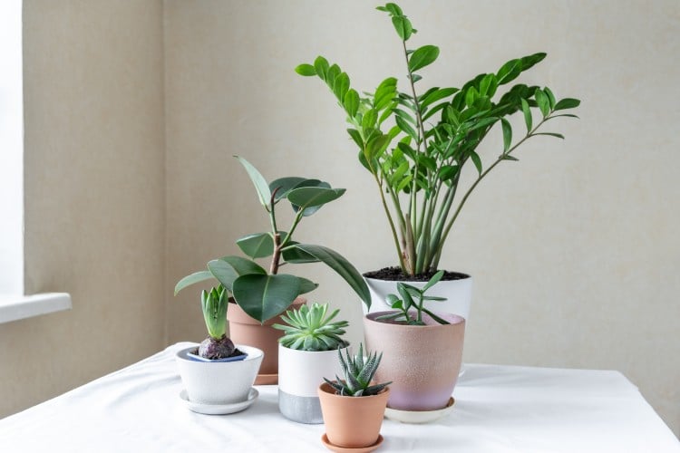 Nenáročné izbové rastliny